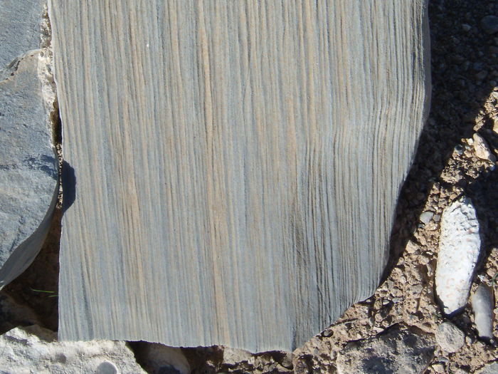 Close-up of tree