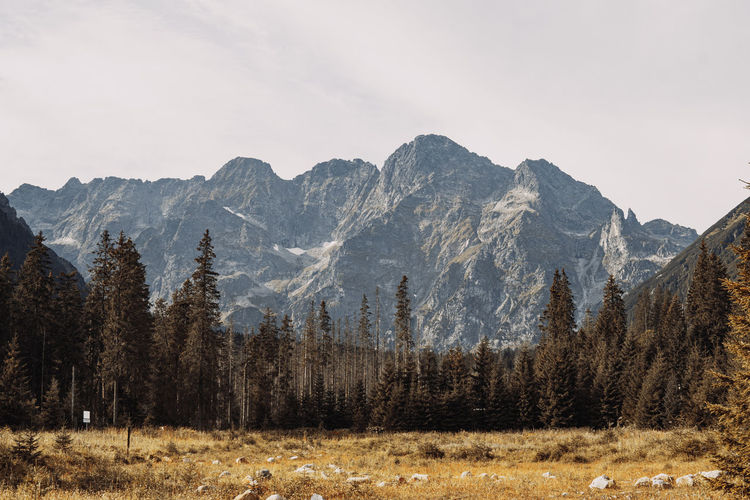 Scenic view of trees and mountains against sky