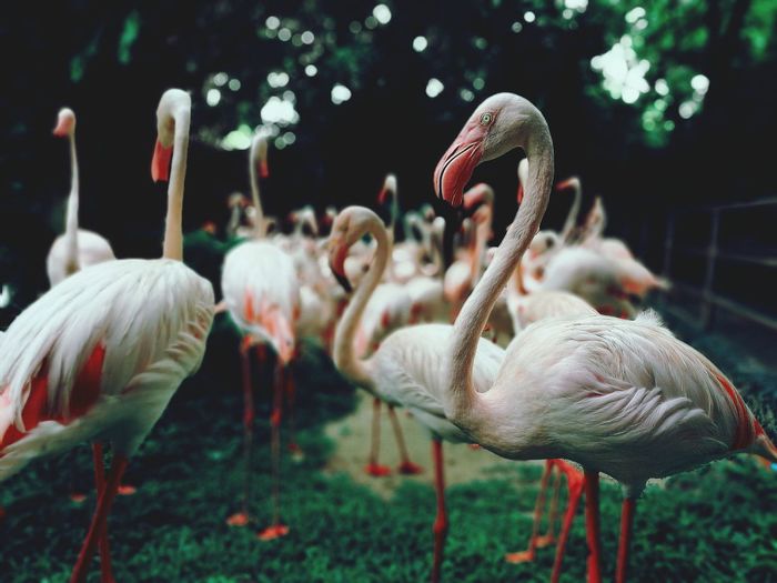 Low angle view of flamingos on grass