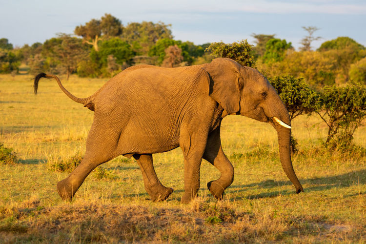 African elephant runs past bushes in grassland