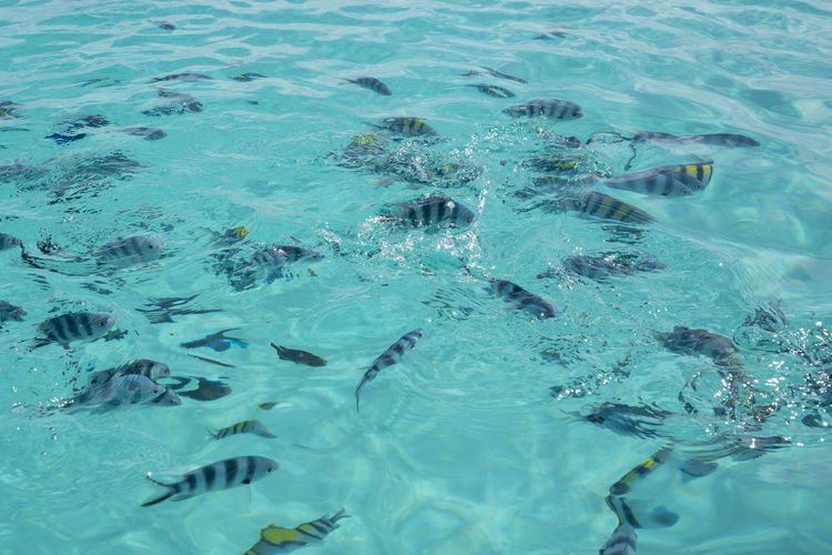 Aerial view of fish swimming in sea