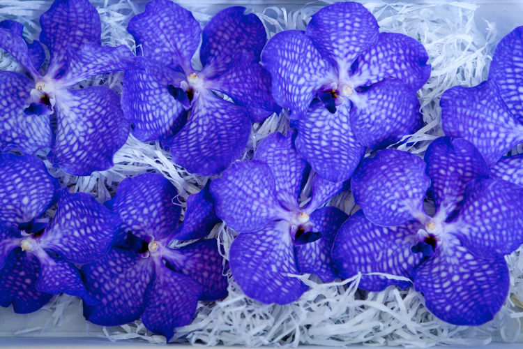 Full frame shot of blue berries in market