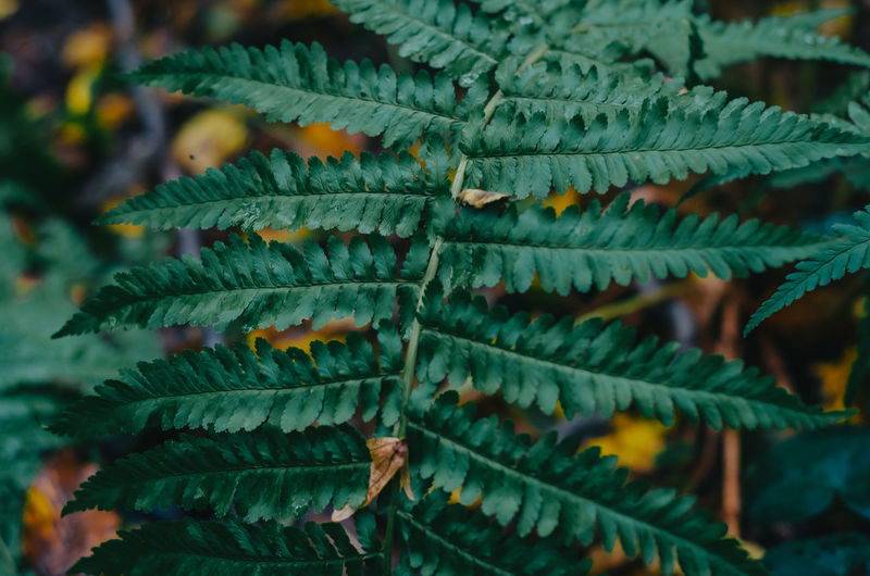Fern leaf in a dark forest