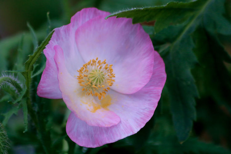 Close-up of pink flower