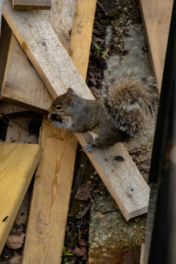 High angle view of squirrel on wooden fence