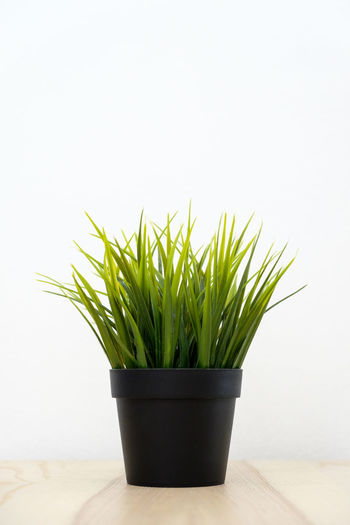 Potted plant on table against white background
