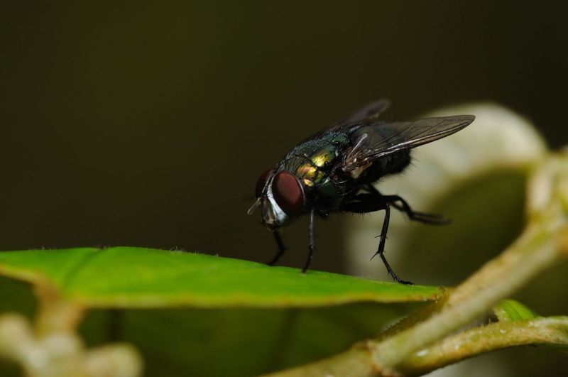 House fly resting on a leaf