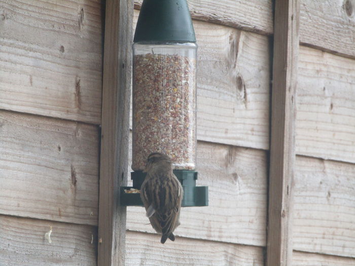 View of bird perching on wood