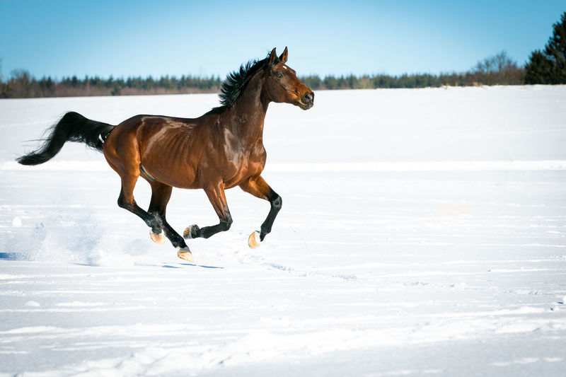 Horse running on snow covered field
