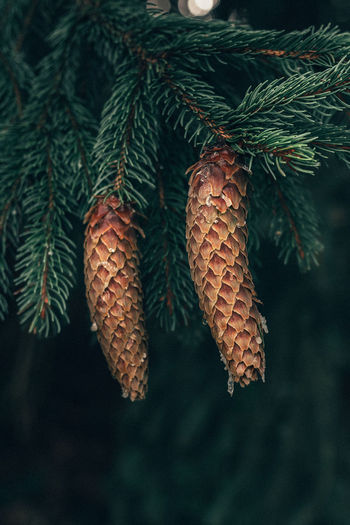 Close-up of pine cones on branch