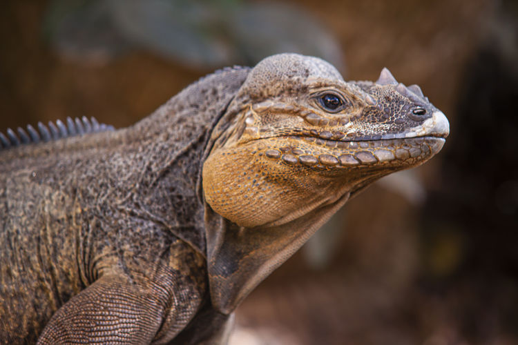 Close-up of iguana