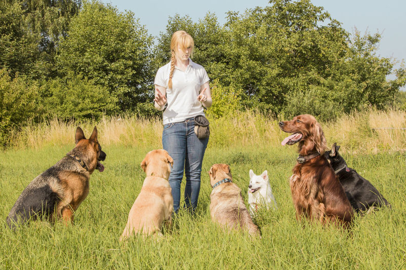 Young woman training dogs on grassy field