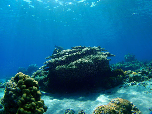 50 Ocean Floor Hd Bilder Authentische Bilder Auf Eyeem