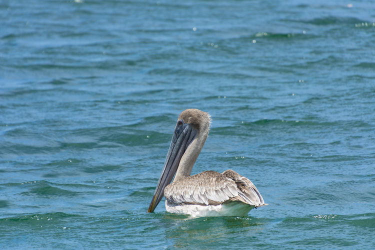 View of pelican swimming in sea