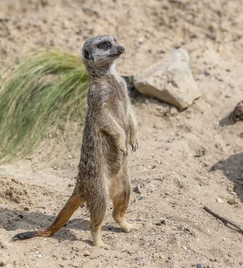 Meerkat standing on rock