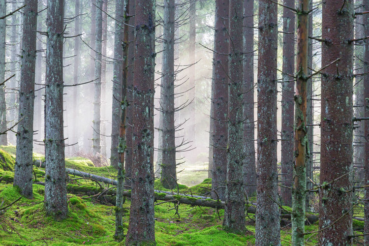 Mist in the coniferous forest