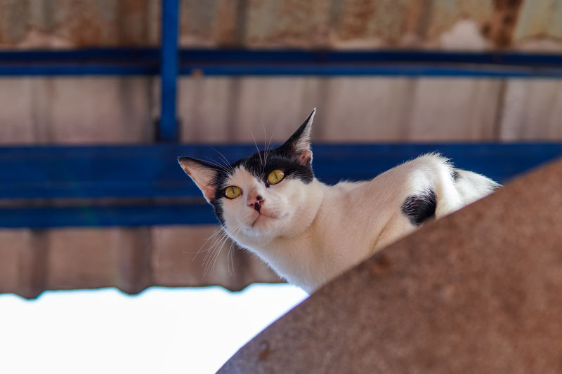 Portrait of white cat