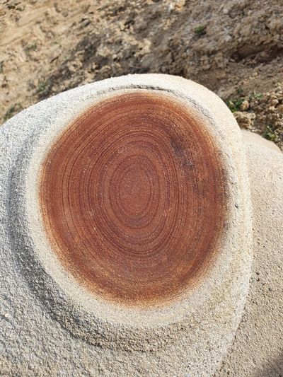 Close-up of cup of tree stump