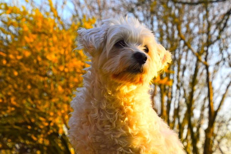 Close-up portrait of a little white dog with yellow sunshine shades on his fur