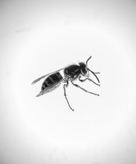 Close-up of bee on white background