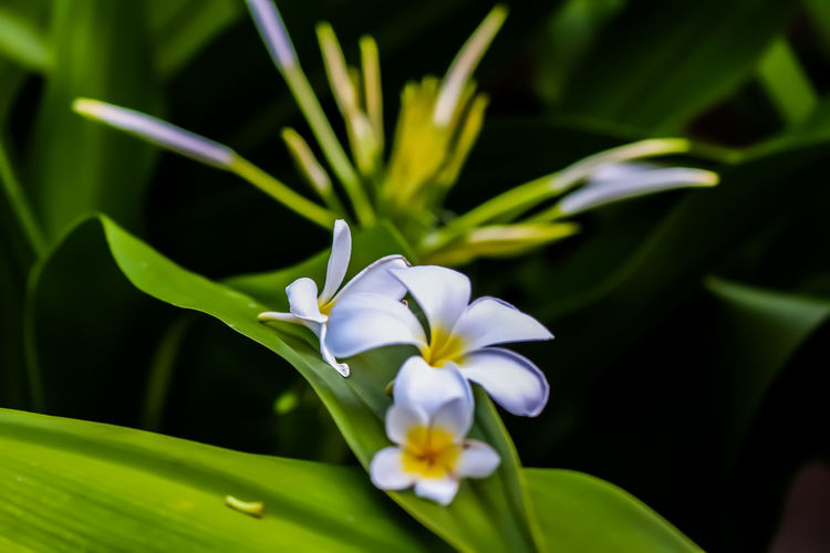 plant