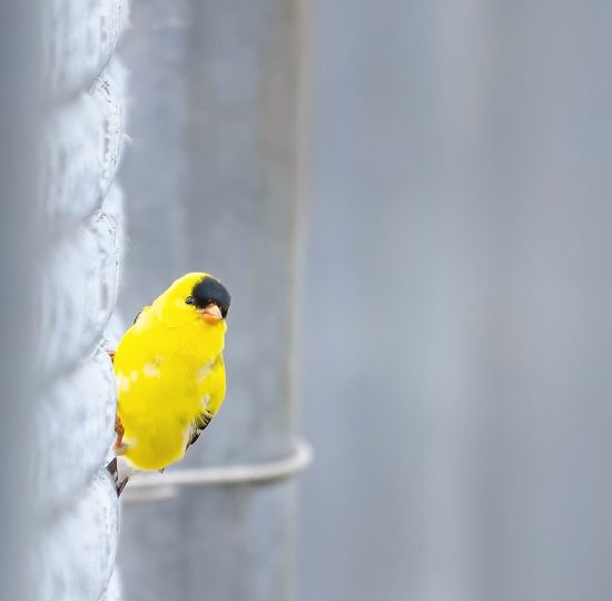 Close-up of yellow parrot