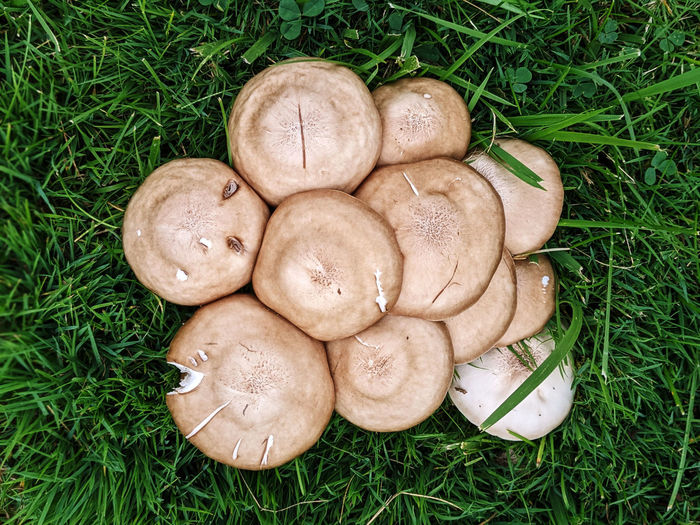 High angle view of mushrooms on grassy field
