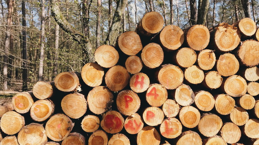 Stack of logs in forest
