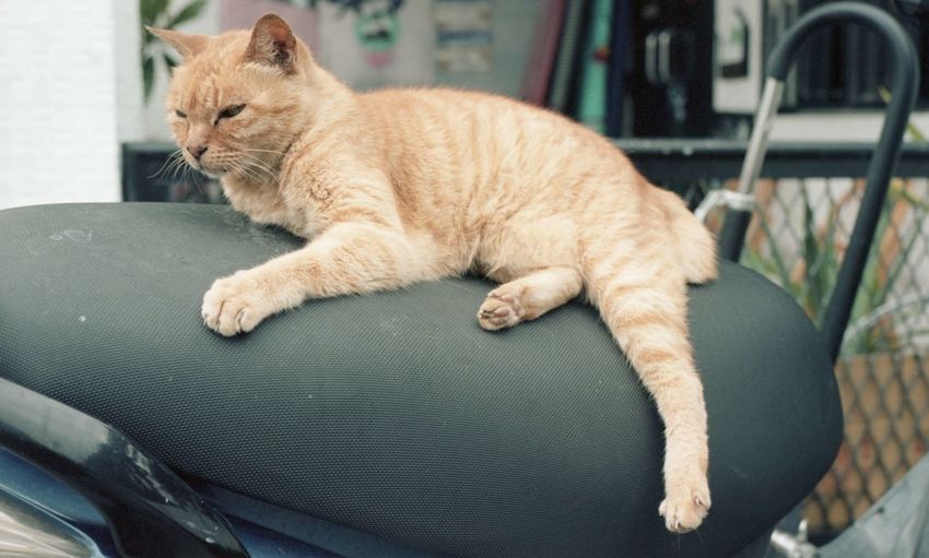 Close-up of a cat resting on seat