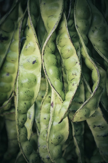 Close up of fava beans
