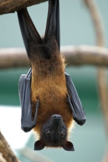 Close-up of flying fox hanging from branch