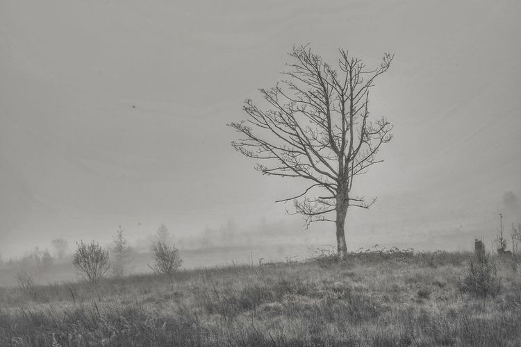 Bare tree on landscape against the sky