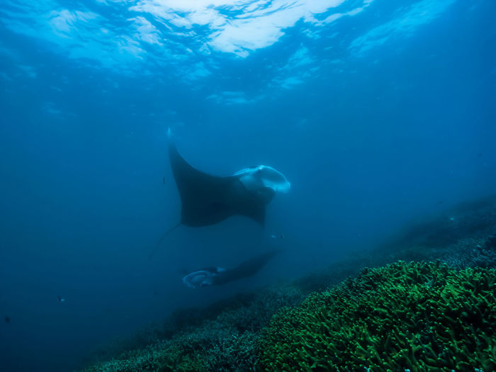Manta ray.  close-up of swimming in sea