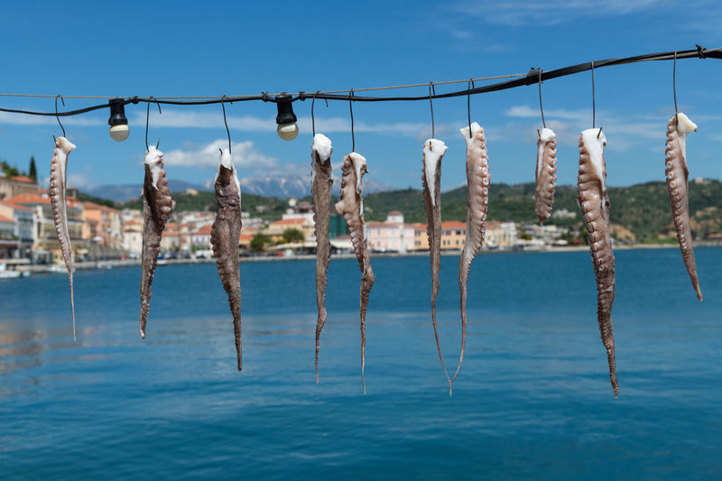View of fresh squid hanging up to dry in greece