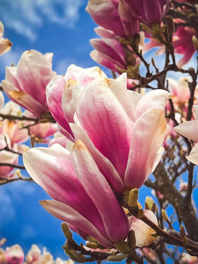 Close-up of pink flower