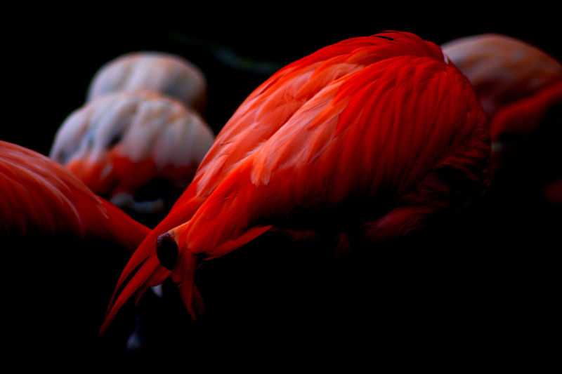 Close-up of flamingo against black background