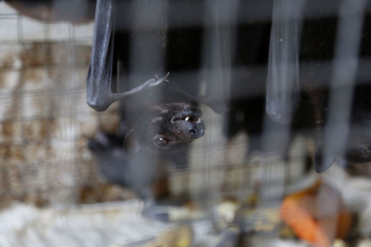 Flying fox in cage, asian animal market, yogyakarta indonesia - coronavirus covid 19