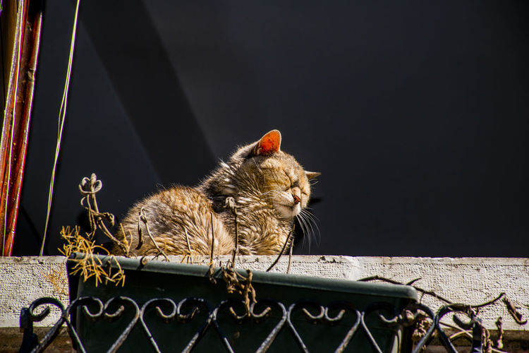 Cat is resting in the sun on a window sill in venice, italy