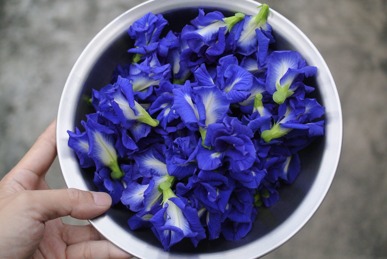 50 Butterfly Pea Pictures Hd Download Authentic Images On