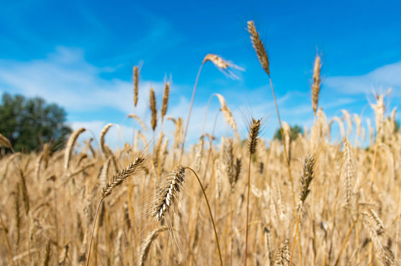 Wonderful field of yellow wheat ears ready to be harvested in summer with blue sky in background
