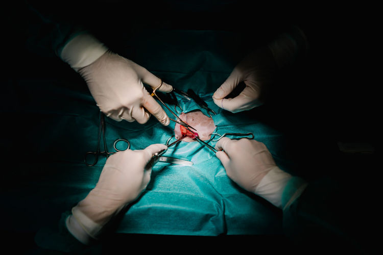 From above of unrecognizable crop vet doctors using surgical instruments and doing operation for pet in dark operating theater in hospital
