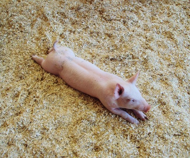 High angle view of cat lying on sand