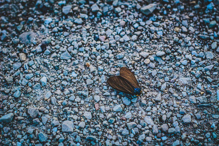 High angle view of moth on pebbles