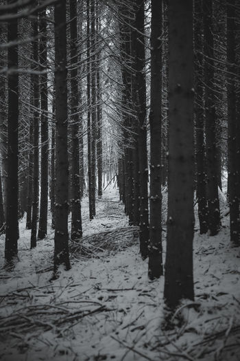 Footpath amidst trees in forest during winter