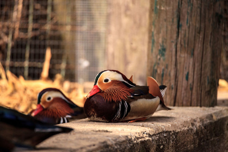 Colorful male mandarin duck aix galericulata is a perching duck from east asia.