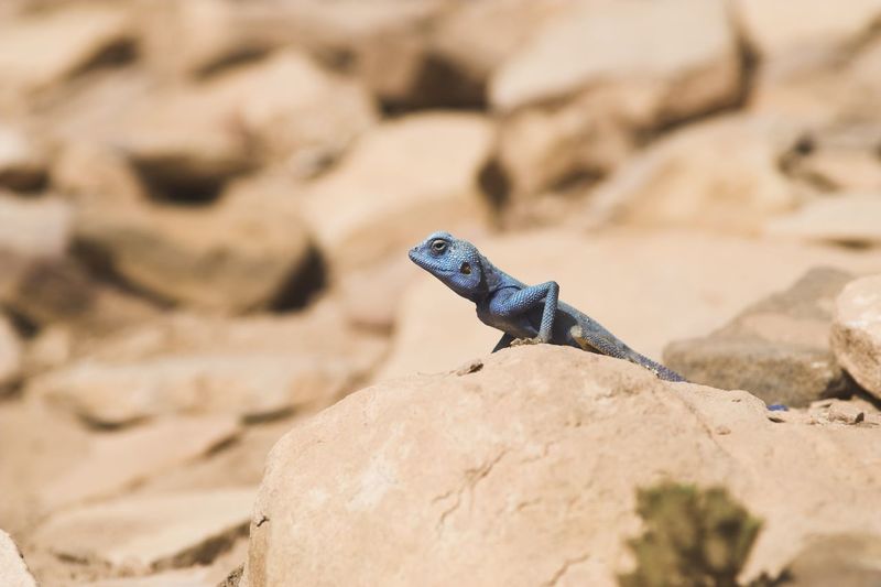 Close-up of lizard on rock