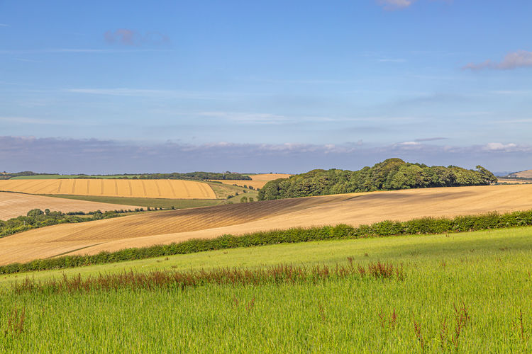 Green meadows and golden fields in sussex, during summer