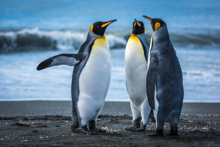 Three penguins on beach with surf behind