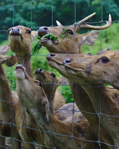Close-up of deer by fence
