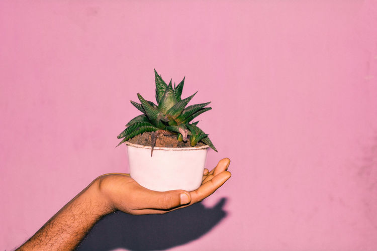 Close-up of hand holding potted plant against wall